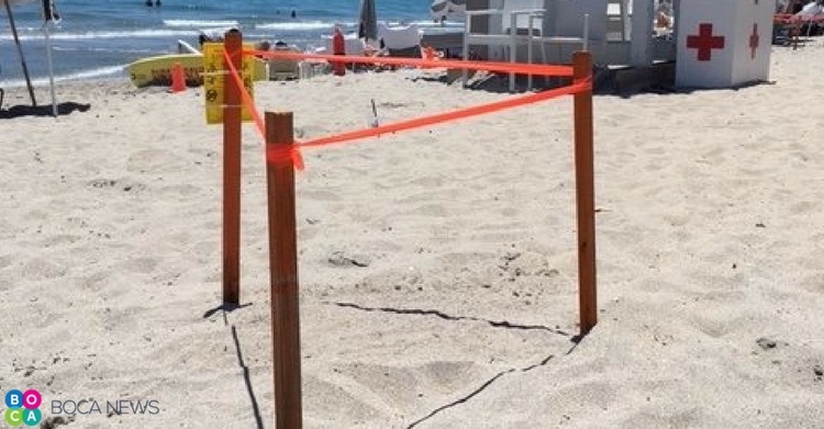 turtle nest protection
